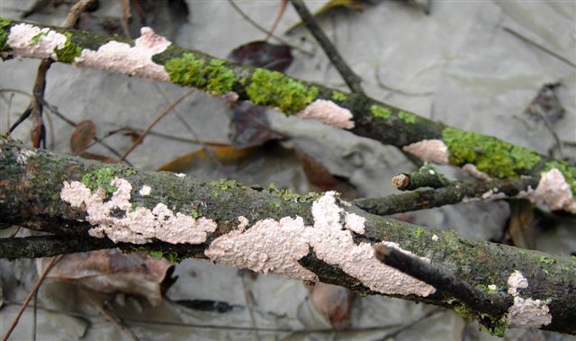 Aphyllophorales???